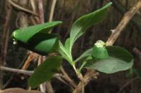 Phyllonorycter trifasciella