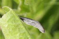 Coleophora conspicuella