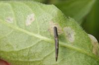 Coleophora conspicuella