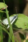 Pieris napi
