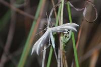 Merrifieldia baliodactyla