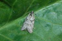 Cnephasia cupressivorana