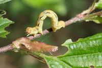 Erannis defoliaria