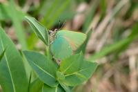 Callophrys rubi
