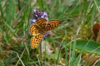 Boloria euphrosyne