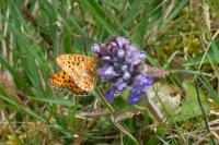 Boloria euphrosyne