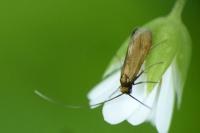 Cauchas rufimitrella