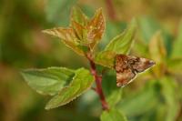 Panemeria tenebrata