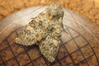 Polymixis flavicincta flavicincta