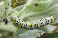 Cucullia verbasci