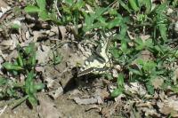 Papilio machaon