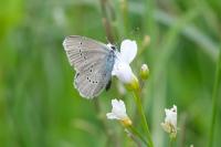 Cyaniris semiargus
