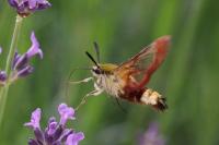 Hemaris fuciformis