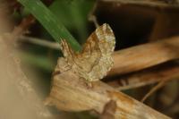Cepphis advenaria