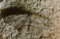 Hypomecis punctinalis
