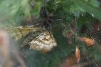 Ematurga atomaria