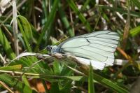 Aporia crataegi