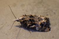 Phtheochroa rugosana