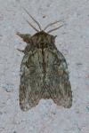 Peridea anceps