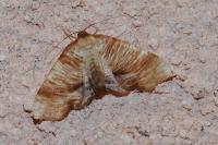 Plagodis dolabraria