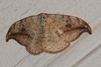 Drepana falcataria