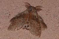 Stauropus fagi