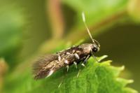 Pancalia leuwenhoekella