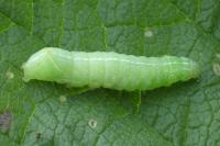 Amphipyra pyramidea