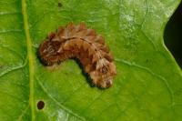 Quercusia quercus