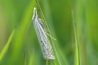 Crambus lathoniellus
