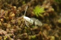 Argyresthia curvella