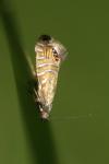 Glyphipterix thrasonella
