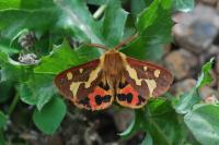 Arctia testudinaria