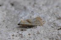 Cochylimorpha straminea