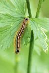 Malacosoma neustria
