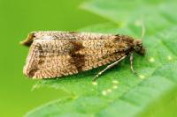 Celypha striana