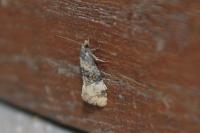 Cochylis nana