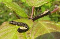 Thyatira batis