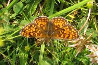 Melitaea athalia