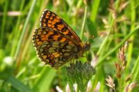 Melitaea athalia
