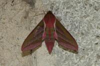 Deilephila elpenor
