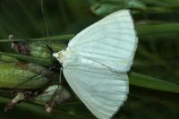 Siona lineata