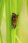 Olethreutes arcuella