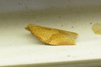 Clepsis consimilana