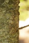 Peridea anceps