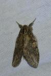 Peridea anceps