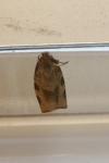 Choristoneura hebenstreitella