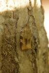 Choristoneura hebenstreitella