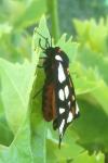 Arctia villica