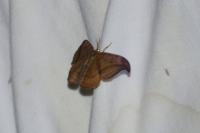 Drepana curvatula